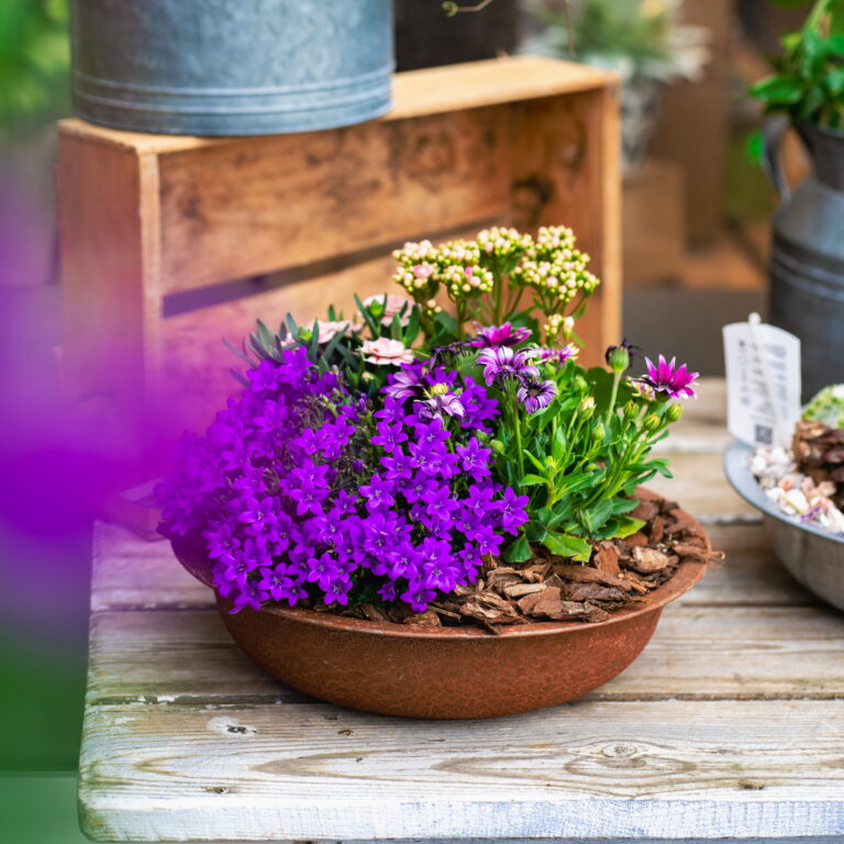 Schale mit leuchtend violetten und rosa Blüten in Rindenmulch auf einem verwitterten Holztisch, Metallkanne im Hintergrund