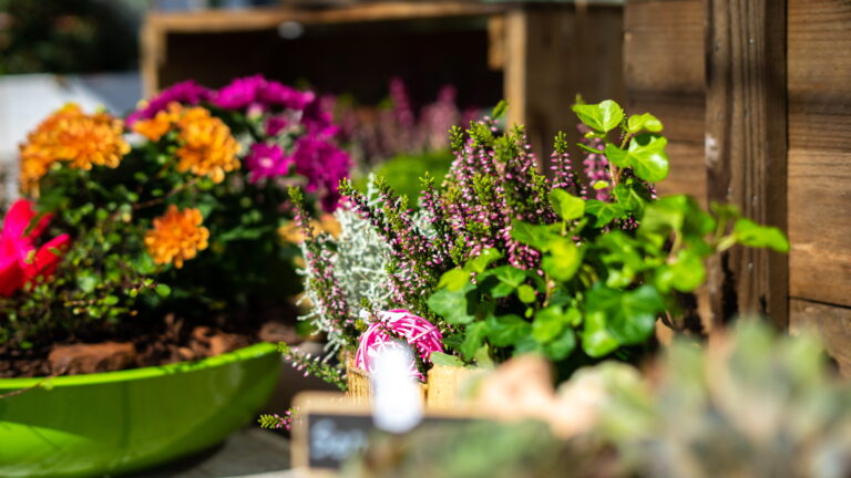 Bunter Pflanzkasten mit Heidekraut, Efeu, orange- und pinken Blüten sowie grünem Tontopf am Holzbrett Hintergrund